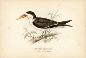 African Skimmer illustration