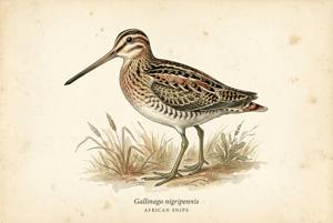 African Snipe illustration