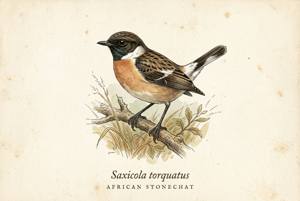African Stonechat illustration