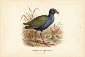 African Swamphen illustration