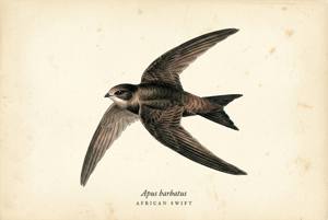 African Swift illustration