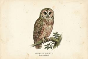 African Wood-Owl illustration