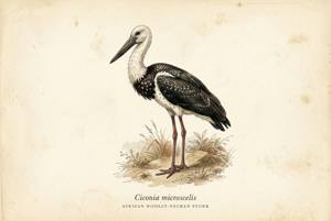 African Woolly-necked Stork illustration