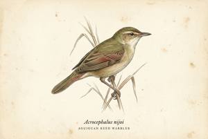 Aguiguan Reed Warbler illustration