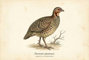 Ahanta Spurfowl illustration