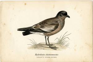 Ainley's Storm-Petrel illustration