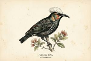Akohekohe illustration
