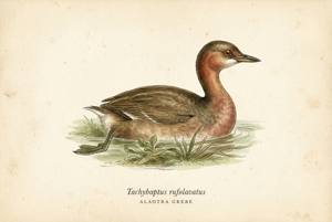 Alaotra Grebe illustration