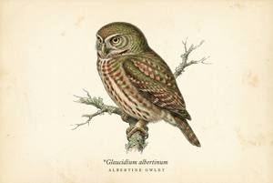 Albertine Owlet illustration