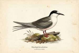 Aleutian Tern illustration
