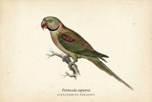 Alexandrine Parakeet illustration
