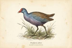 Allen's Gallinule illustration