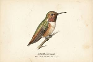 Allen's Hummingbird illustration