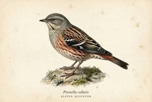 Alpine Accentor illustration