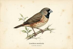 Alpine Munia illustration