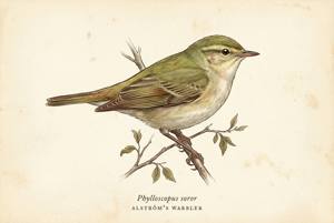 Alström's Warbler illustration
