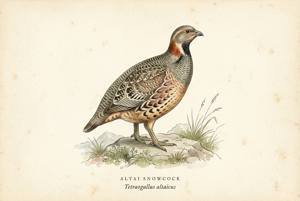 Altai Snowcock illustration