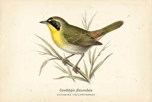 Altamira Yellowthroat illustration