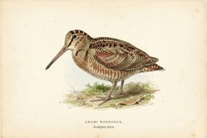 Amami Woodcock illustration