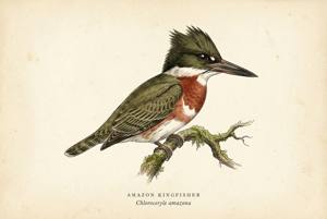 Amazon Kingfisher illustration