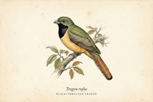 Amazonian Black-throated Trogon illustration