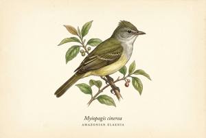 Amazonian Elaenia illustration