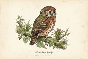 Amazonian Pygmy-Owl illustration