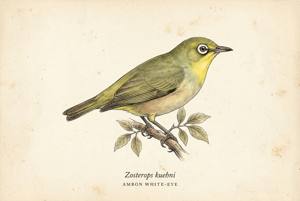 Ambon White-eye illustration