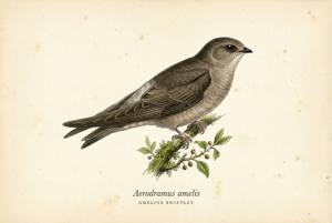 Ameline Swiftlet illustration