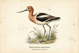 American Avocet illustration