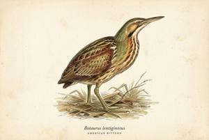 American Bittern illustration