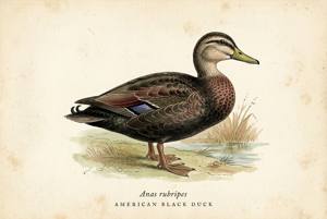 American Black Duck illustration