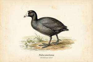 American Coot illustration