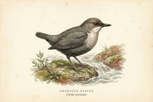 American Dipper illustration