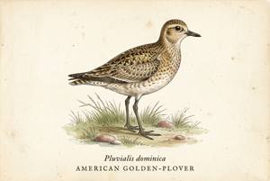American Golden-Plover illustration