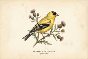 American Goldfinch illustration