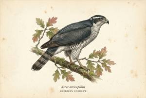 American Goshawk illustration