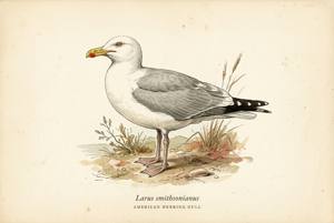 American Herring Gull illustration