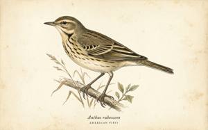 American Pipit illustration