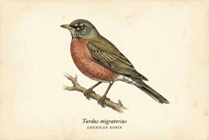 American Robin illustration