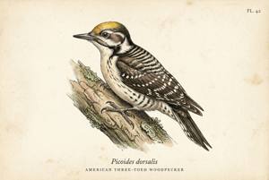American Three-toed Woodpecker illustration