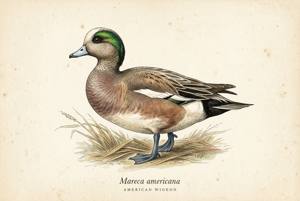 American Wigeon illustration