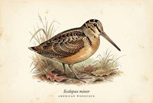American Woodcock illustration