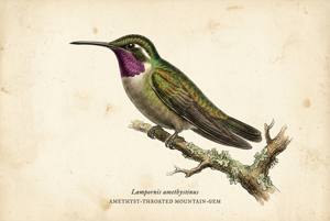 Amethyst-throated Mountain-gem illustration
