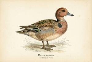 Amsterdam Duck illustration