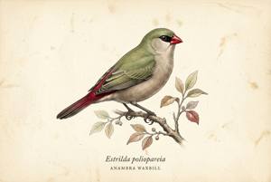 Anambra Waxbill illustration
