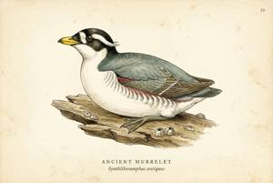 Ancient Murrelet illustration