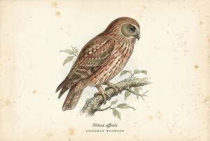 Andaman Boobook illustration