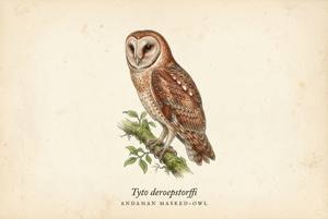 Andaman Masked-Owl illustration