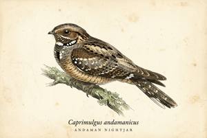 Andaman Nightjar illustration